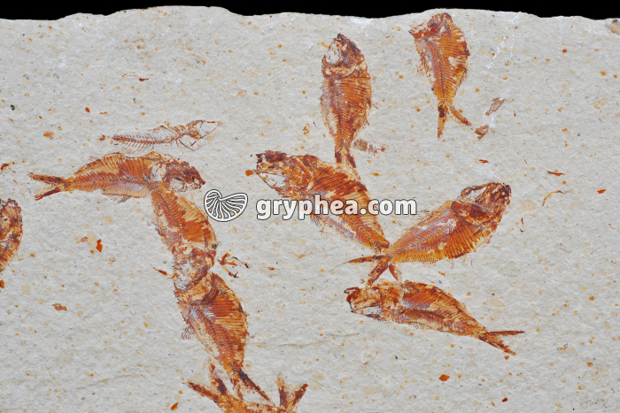 Poissons fossiles - gryphea.com